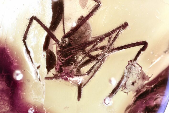 Detailed Fossil Spider (Araneae) In Baltic Amber #367288